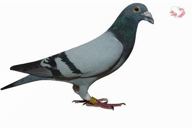 bird 65.jpg