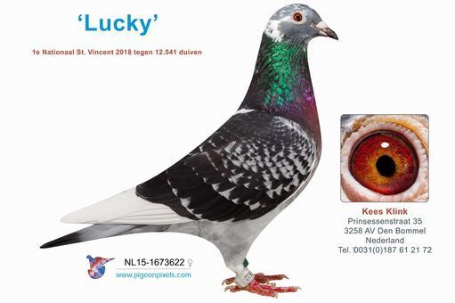 Lucky NL15-1673622 BCW hen511.jpg