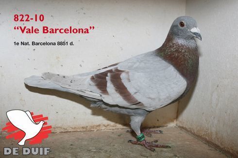 hato Speltdoorn-Remi_Vale-Barcelona.jpg