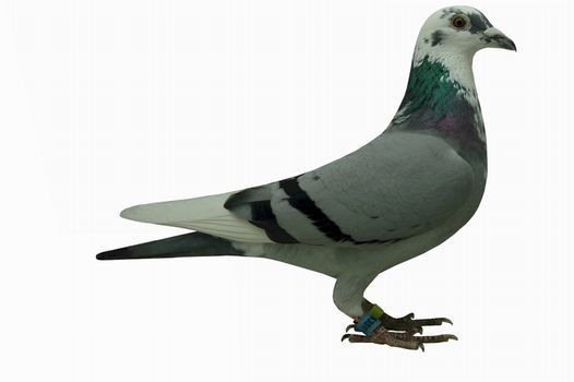 DSC_6985d'Huyvetter pigeon 25-70.jpg