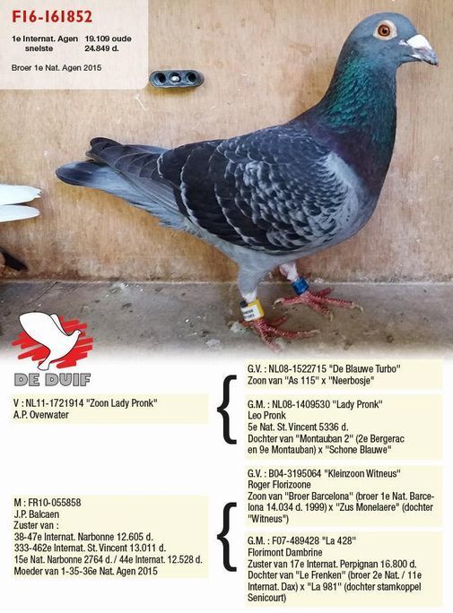 agen pigeon balcaen-jean-paulf16-161852.jpg