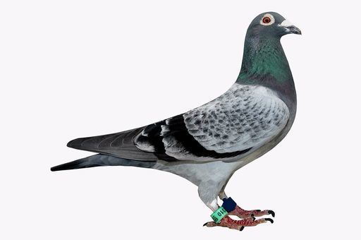 Brackenier0001hato 25.jpg