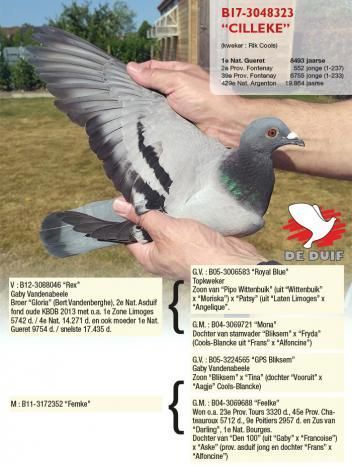 pigeon debacker-chrisb17-3048323-cilleke.jpg