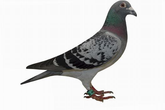 DSC_6955desaer pigeon 25-70.jpg