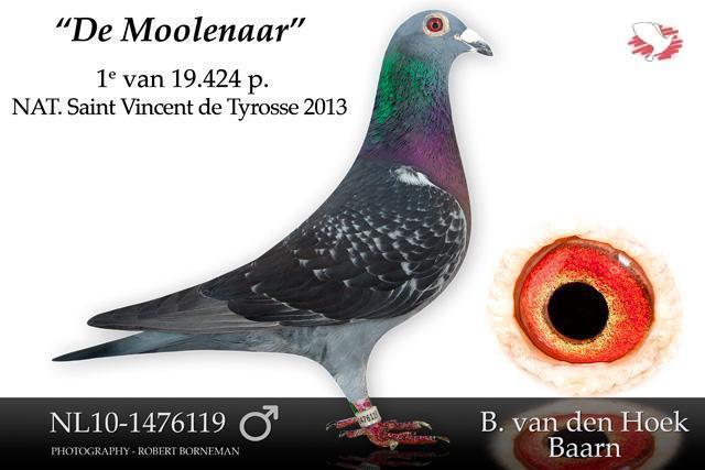 Van-den-Hoek-Bob-NL10-1476119.jpg