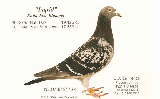 Ingrid-97-428--45.jpg