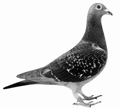 【03鳩ページ①】 コール・デハイデ鳩舎代表鳩の紹介Ⅰ