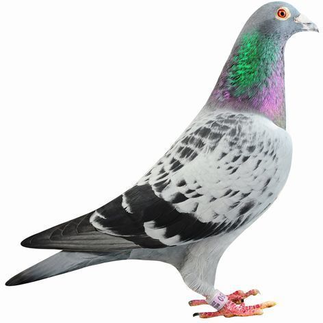 Amazon.co.jp: OFFO 鳥よけ 鳩よけ とげ長め仕様 高さ10cm 自由