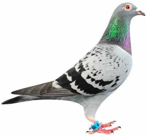鳩ッション（大） 今世紀最大のセール：PIPAエリートセンターは、2021年以前生まれ