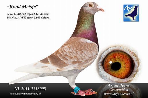 鉄の鳩 アルヤン・ビーンズにスーパーペア誕生!!!