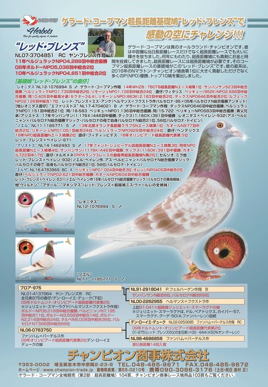チャンピオンダイジェスト - レース鳩に関する情報・商品を
